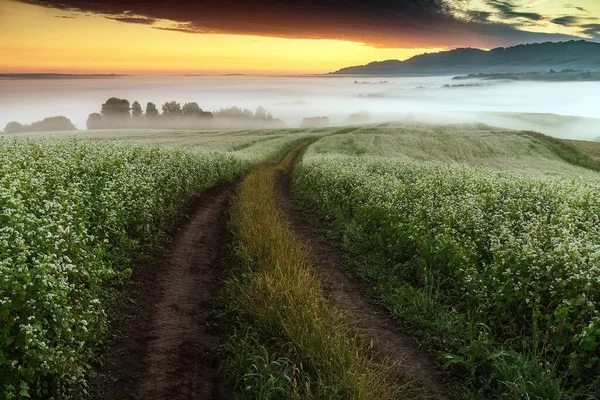 Ein Buchweizenfeld Landstraße Nebel Hintergrund — Stockfoto