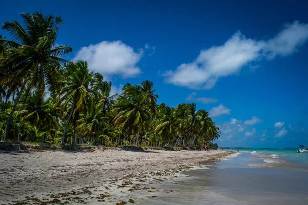 Plages Brésil Maragogi État Alagoas — Photo