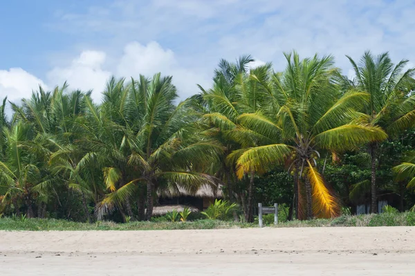 Plages Brésil Maragogi État Alagoas — Photo