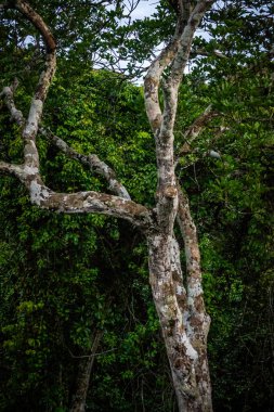 Brezilya - Manaus, Amazonas devlet şehirler