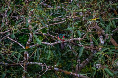 Brezilya - Manaus, Amazonas devlet şehirler