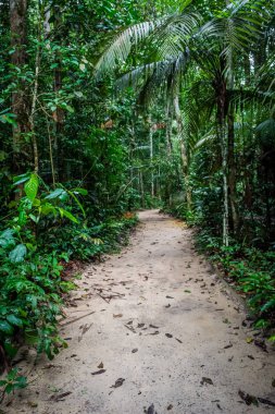 Brezilya - Manaus, Amazonas devlet şehirler