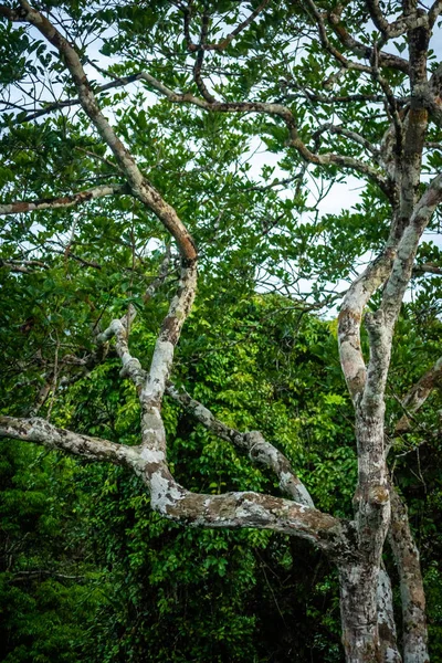 Ciudades Brasil Manaus Amazonas Estado —  Fotos de Stock