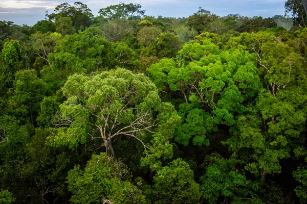 Brezilya - Manaus, Amazonas devlet şehirler