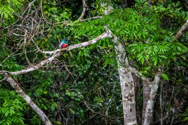 Città Del Brasile Manaus Stato Dell Amazzonia — Foto Stock