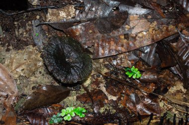 Brezilya - Manaus, Amazonas devlet şehirler