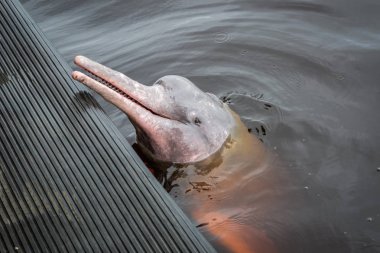 Brezilya - Manaus, Amazonas devlet şehirler