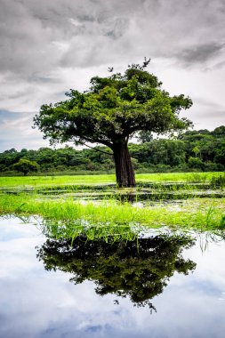 Brezilya - Manaus, Amazonas devlet şehirler