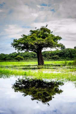 Brezilya - Manaus, Amazonas devlet şehirler