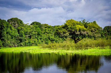 Brezilya - Manaus, Amazonas devlet şehirler
