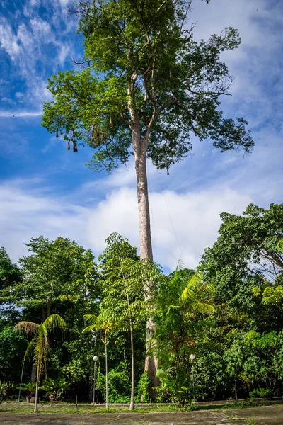 Ciudades Brasil Manaus Amazonas Estado —  Fotos de Stock