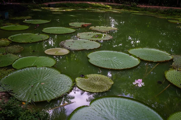 Städte Brasiliens Manaus Amazonas Staat — Stockfoto