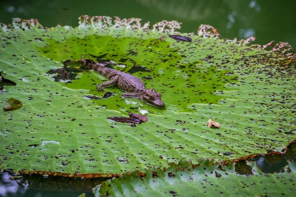 Města Státu Amazonas Brazílie Manaus — Stock fotografie