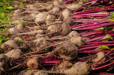 Kırmızı pancar, çiftlik sebzeleri, iyi çeşitlilik, lezzetli yiyecekler.