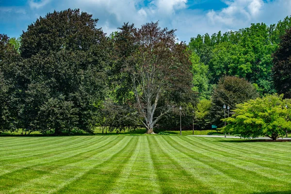 Salida Del Sol Hermoso Bosque Verano Por Tarde — Foto de Stock