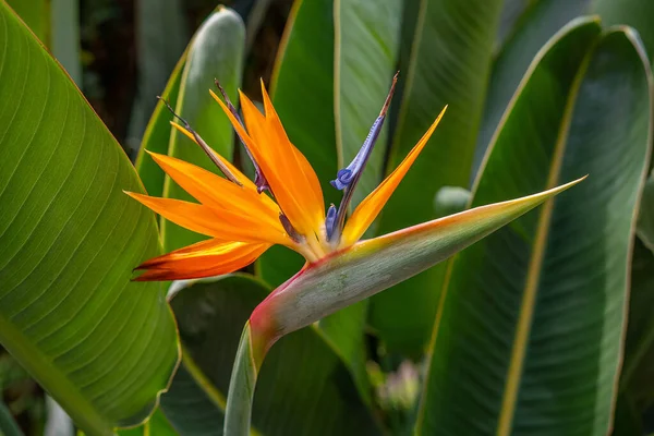 Pájaro Del Paraíso Flores Naturaleza Jardín Flor Amarillo Verde — Foto de Stock