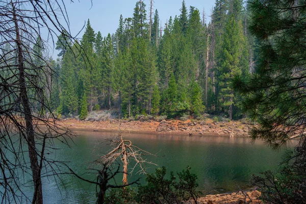 シュガーパインポイント州立公園の木青緑の森 — ストック写真
