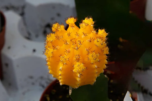 Cactus Lunar Hermoso Cactus Lunar Amarillo Maceta Plástico — Foto de Stock