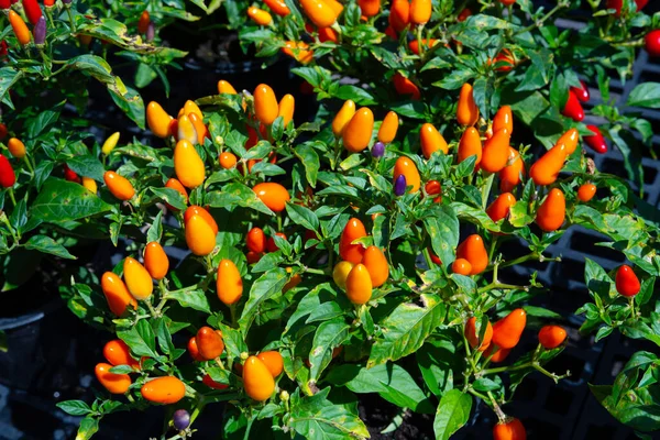 Kırmızı biber kırmızısı baharatlı yemek bahçesi aşçısı.