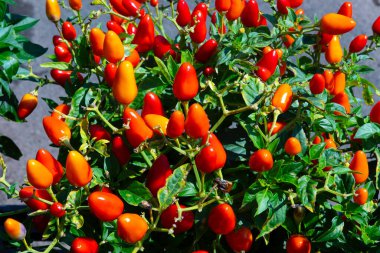 Baharatlı kırmızı biber. Doğal kırmızı biber yetişiyor.