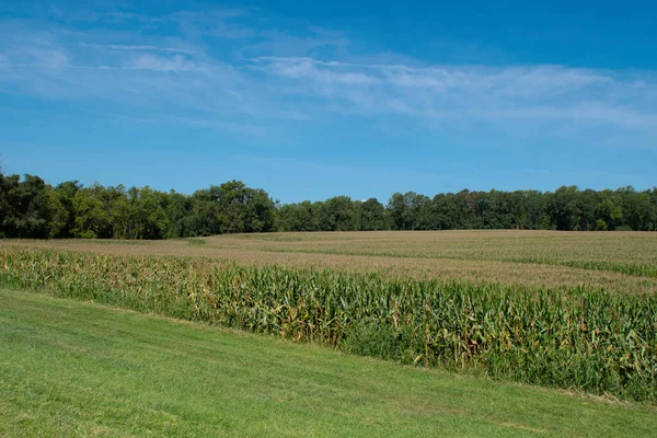 Güzel çevre manzarası mısır tarlası ve gökyüzü Güzel bulutlar, mısır tarlası mavi gökyüzü