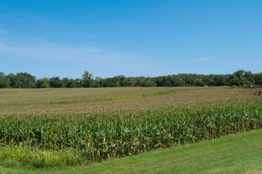 Mısır tarlaları Yeşil tarlalar ve gökyüzü mavi gökyüzü