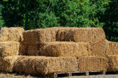 Arka arkaya dizilmiş saman balyaları inekleri beslemeye hazır sarı saman balyaları ve çiftlikte yetişen hayvancılık.