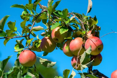 Elmalar güneşte kırmızı elma dalında