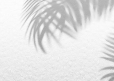 Beyaz gri grunge çimento dokusu duvar yaprağı bitki gölgesi arka plan. Minimum konseptle tropikal seyahat plajı. Düz palmiye doğası.