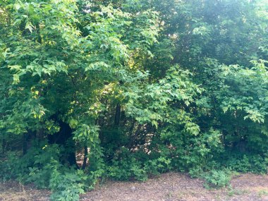 Güneş dalların arasından geçer.