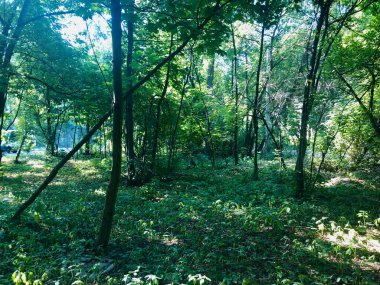 Güneş dalların arasından geçer.