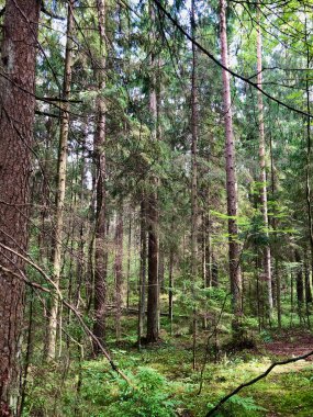 Karelia 'daki antik çam ormanı