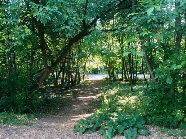 Väg Genom Skogen — Stockfoto