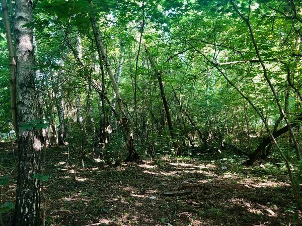 Solen Passerar Genom Trädgrenarna — Stockfoto