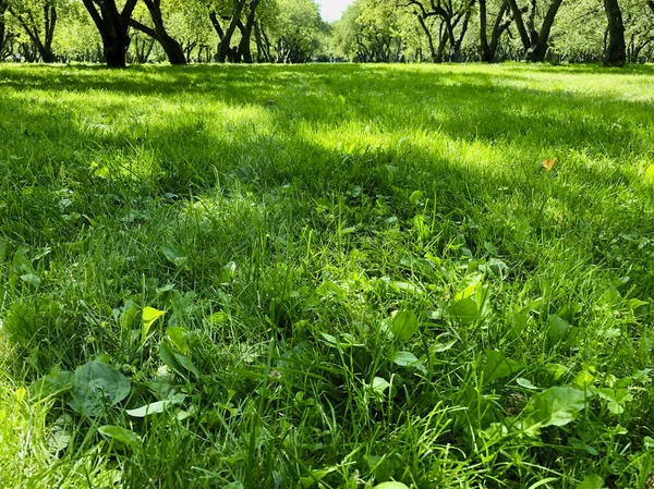 Grönt Fält Äppelträdgård — Stockfoto