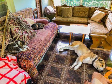 Köyde sıcak bir gün. Köy evinin terasında sıcak bir günde evcil hayvanlar üşüyor. 