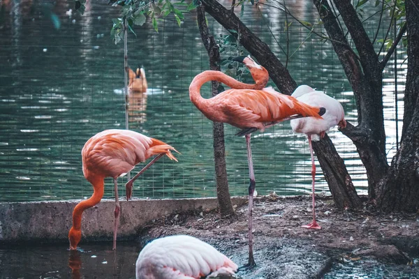 Pembe Flamingolar Hayvanat Bahçesinde Uyur — Stok fotoğraf