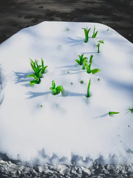 Início Primavera Plantas Verdes Sob Neve — Fotografia de Stock