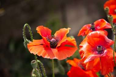 Bahçede kırmızı haşhaş