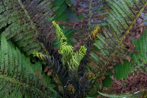 Verde Felce Foglie Sfondo — Foto Stock