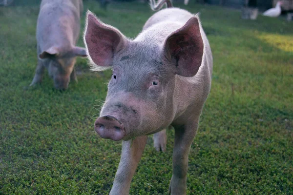Свинья Ферме — стоковое фото