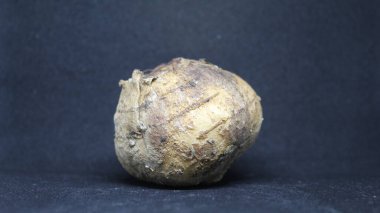 Bengkoang arka planda siyah