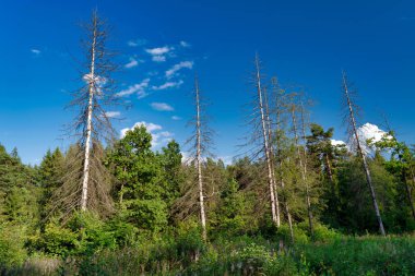 Ortasında bazı kuru ağaçlar leke ile Orman