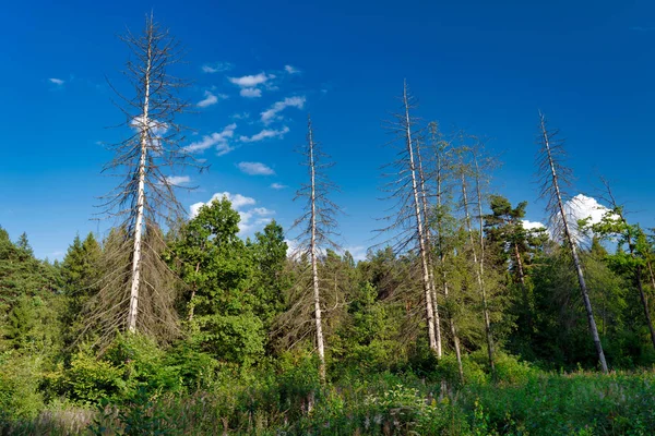 Ortasında bazı kuru ağaçlar leke ile Orman