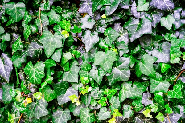 Many green leaves formed a pattern