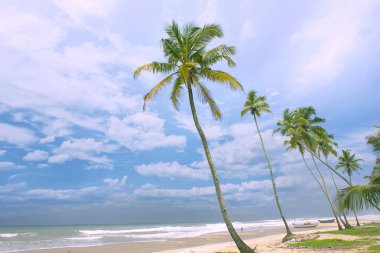 Hindistan cevizi ağaçları, okyanus ve güzel bir güneş..