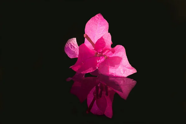 Arka planda pembe çiçek