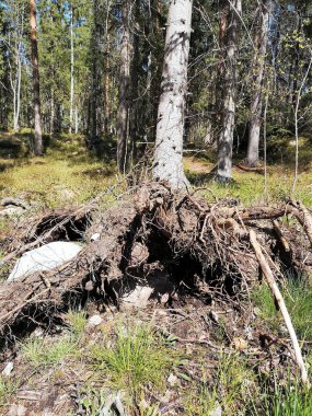 Yaz Ormanı - Finlandiya; Espoo