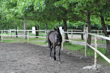 Black Horse - Tallinn, Estonya 'da Hipodrom