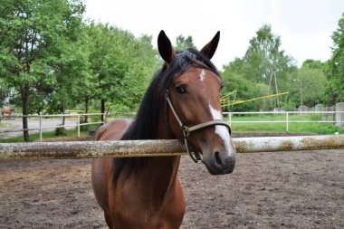 Açık Kahverengi At - Tallinn, Estonya 'da Hipodrom